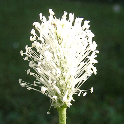 Mittlerer Wegerich, Plantago media